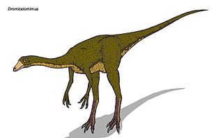 Dromiceiomimus.jpg