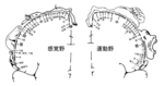 Homunculus-ja.png