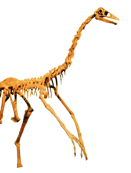 Ornithomimus.png