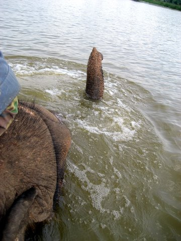 elephant.jpg