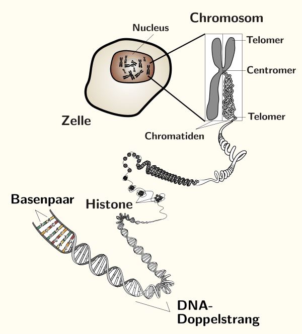 Chromosom.png