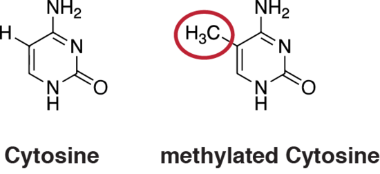DNA_methylation.png