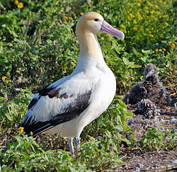 albatross1.jpg