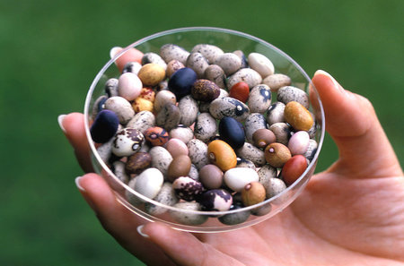 beans-pv.jpg