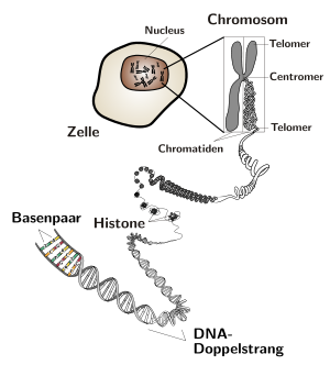 chromosom.png