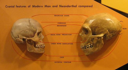 homo_neanderthal.jpg