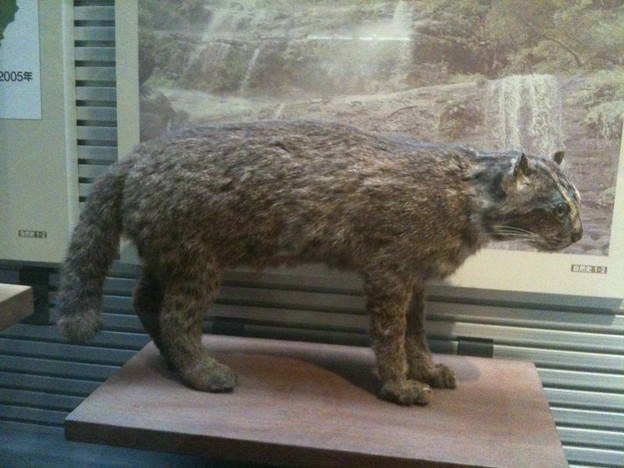 iriomote.jpg