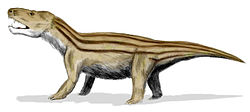 kinodon.jpg