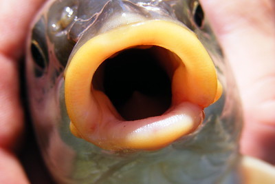 mouth-fish.jpg