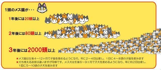 neko-hueru.jpg