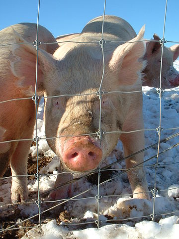 pig_nose.jpg